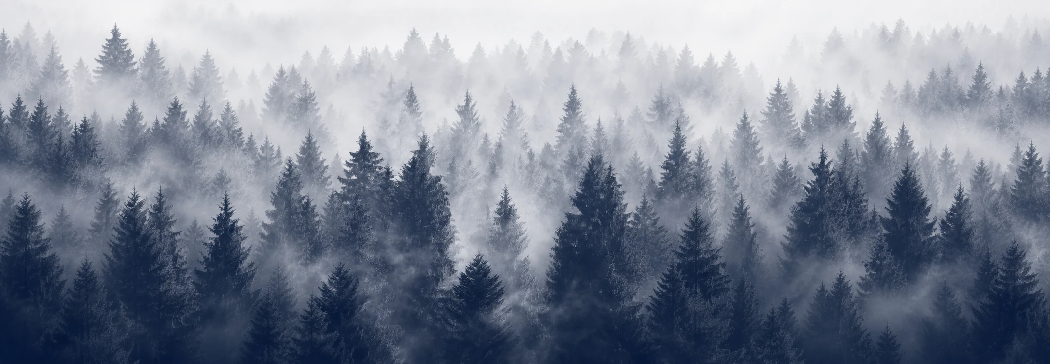 A wide misty forest with layers of blue-grey evergreen trees